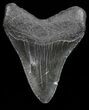 Serrated, Fossil Megalodon Tooth - Georgia #68077-2